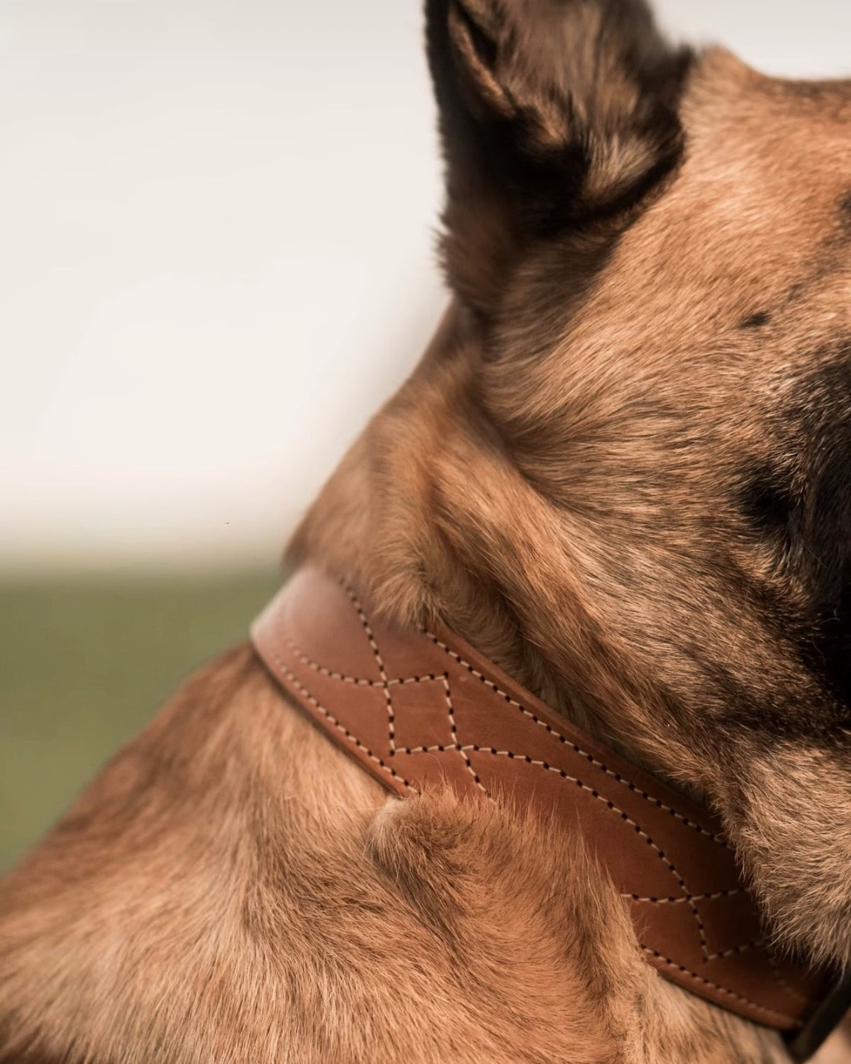 Dog Collar - Rugged Cowboy Stitch, Extra Wide 1.5" - Antique Brass