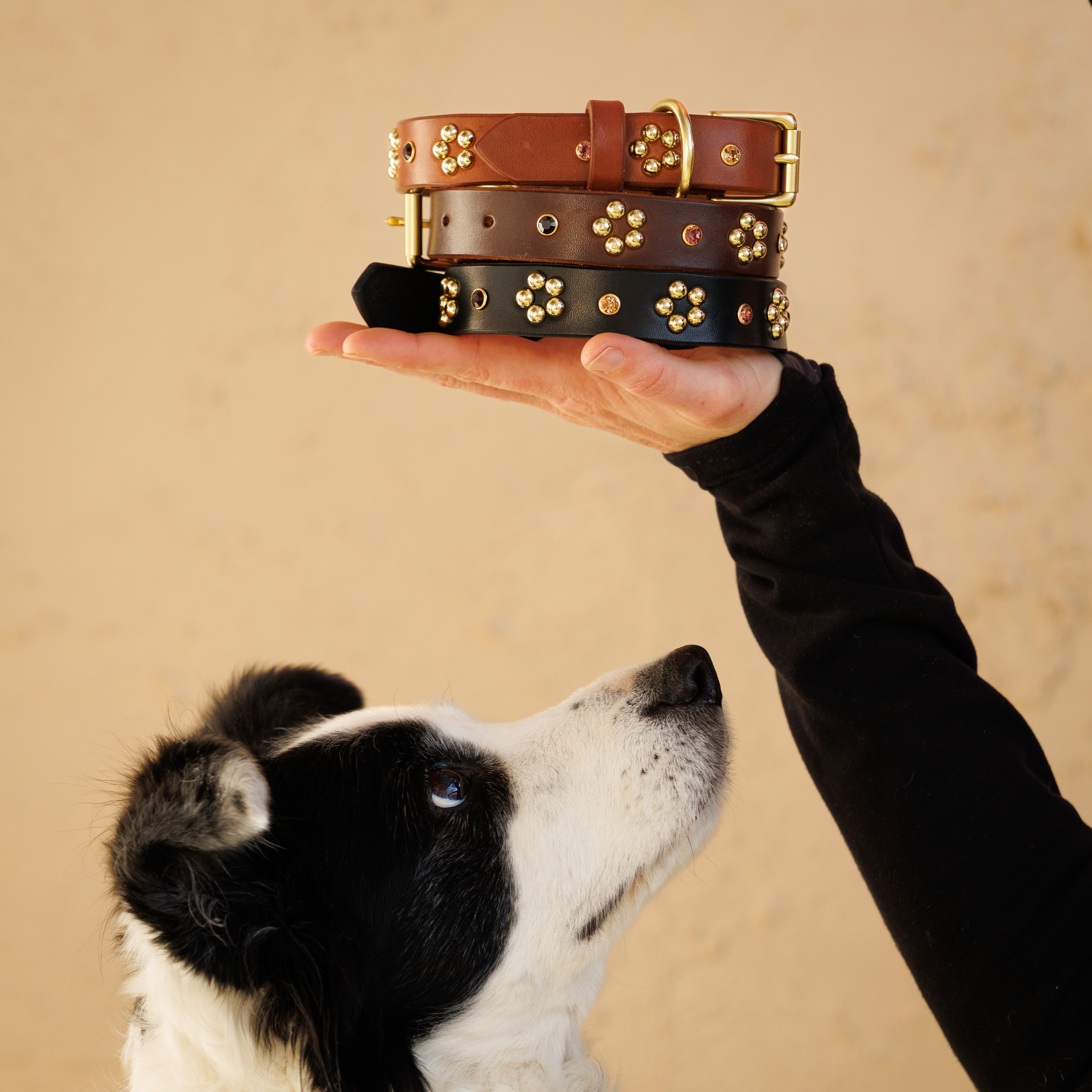 Dog Collar - Forget-Me-Not - Brass