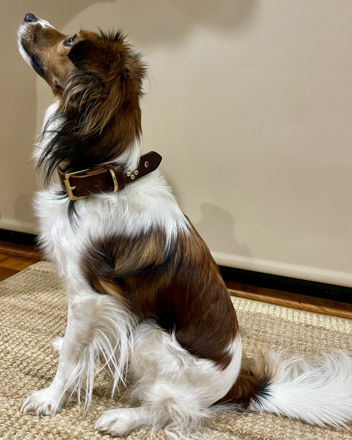 Dog Collar - Forget-Me-Not - Brass