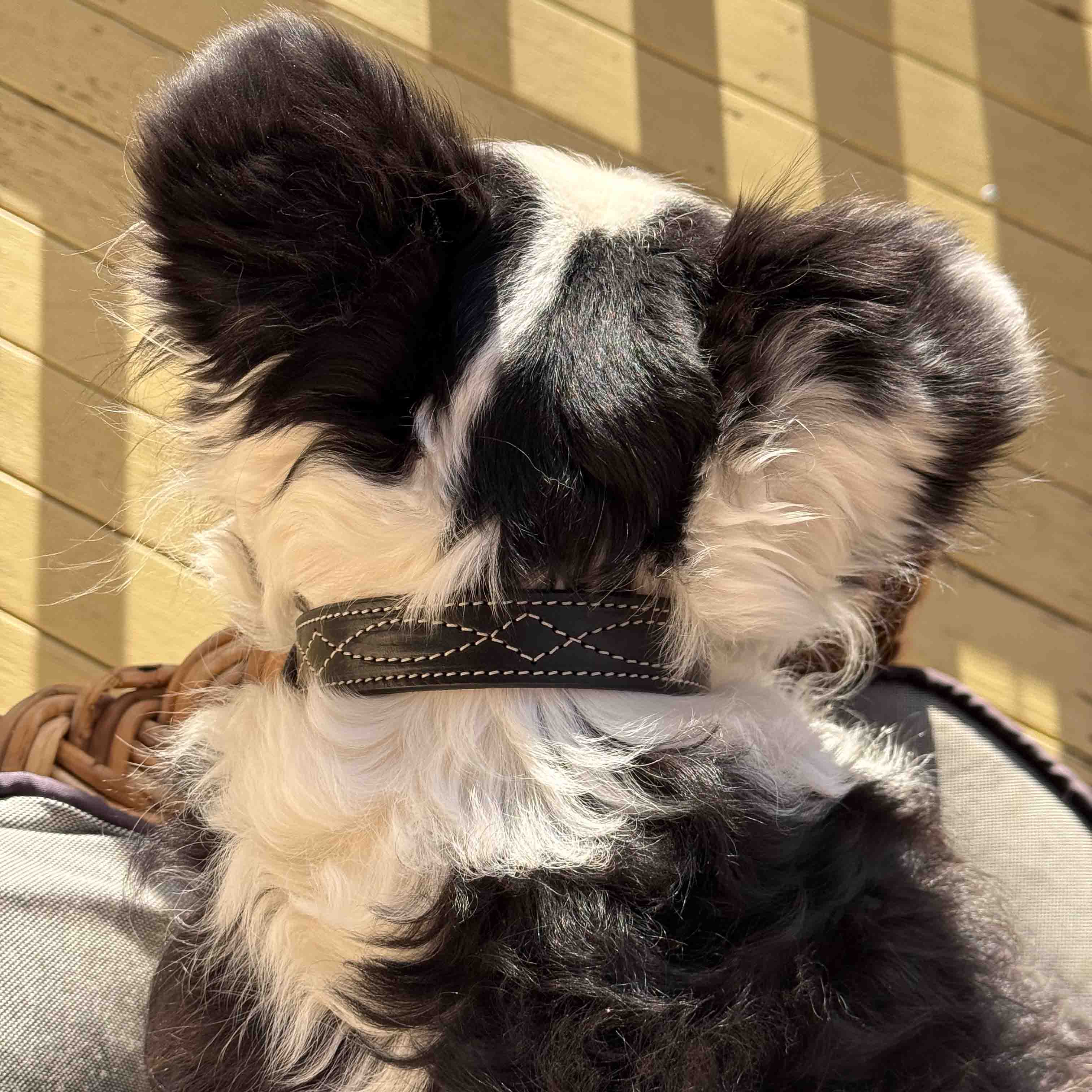 Dog Collar - Cowboy Stitch - Brass